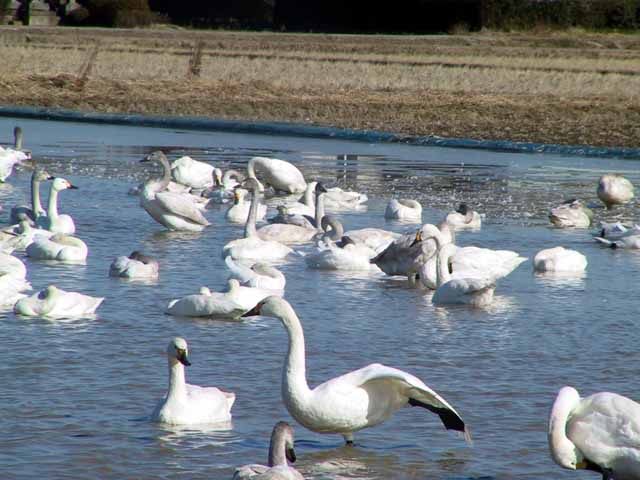 This picture is for quick loading of picture.