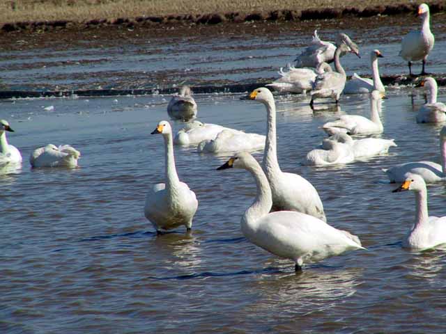 This picture is for quick loading of picture.