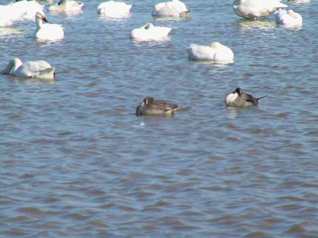 This picture is for quick loading of picture.