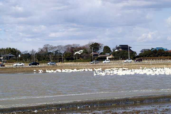 This picture is for quick loading of picture.