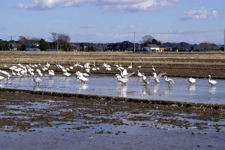 This picture is for quick loading of picture.