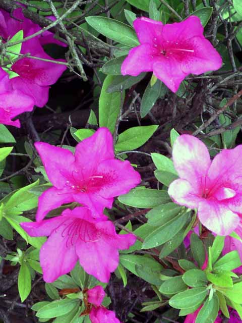 This picture is for quick loading of picture.