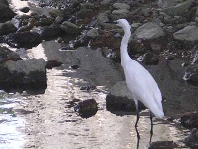 This picture is for quick loading of picture.