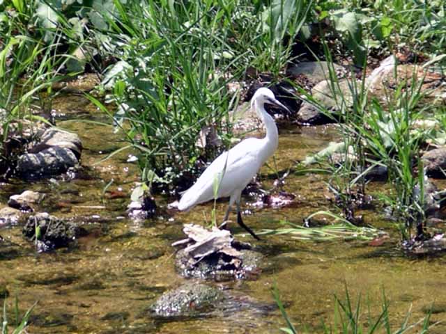 This picture is for quick loading of picture.