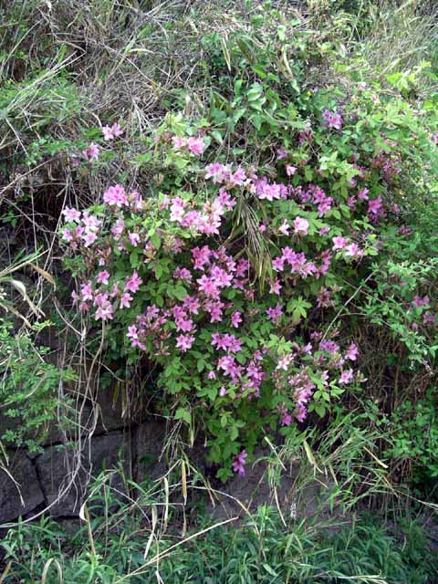 This picture is for quick loading of picture.