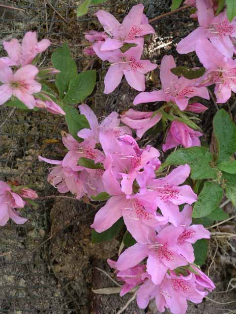 This picture is for quick loading of picture.