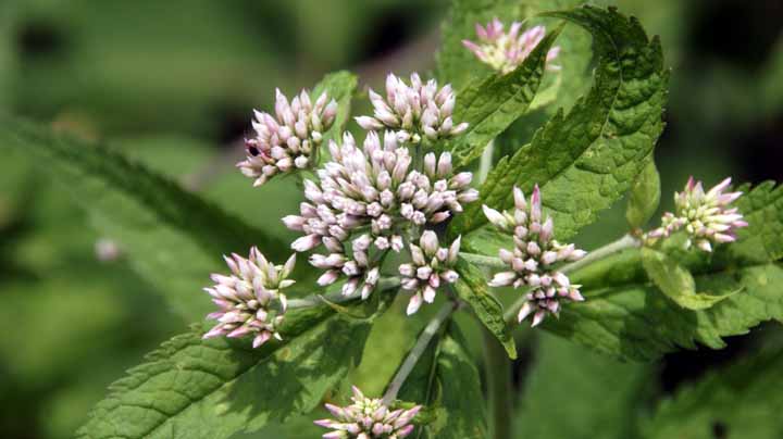 This picture is for quick loading of picture.