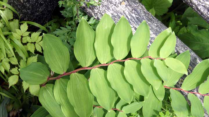 This picture is for quick loading of picture.