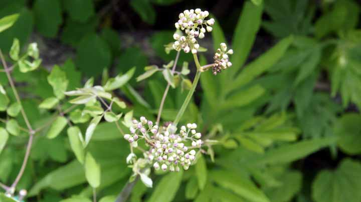 This picture is for quick loading of picture.