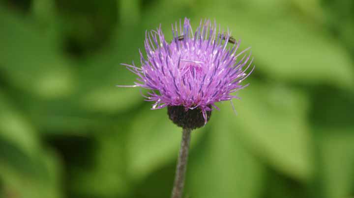 This picture is for quick loading of picture.