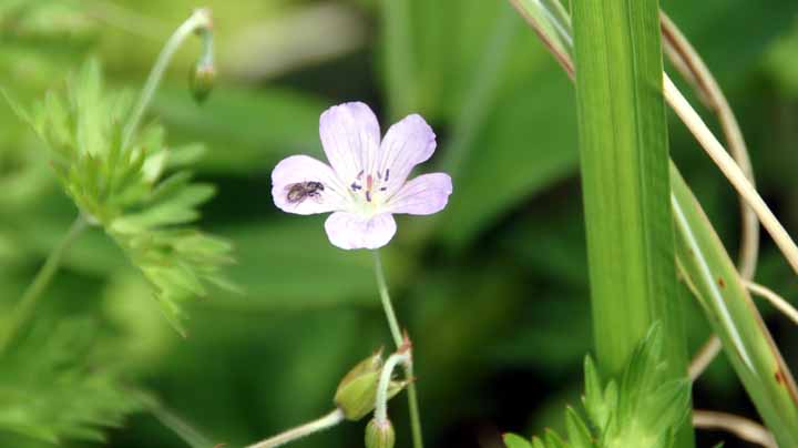 This picture is for quick loading of picture.