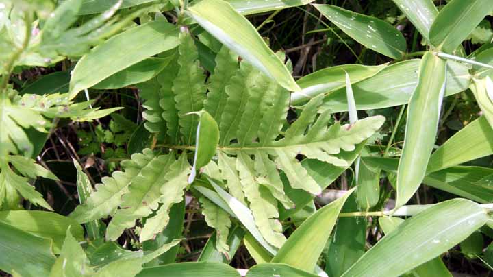 This picture is for quick loading of picture.