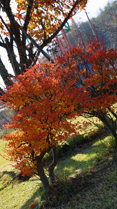 This picture is for quick loading of picture.