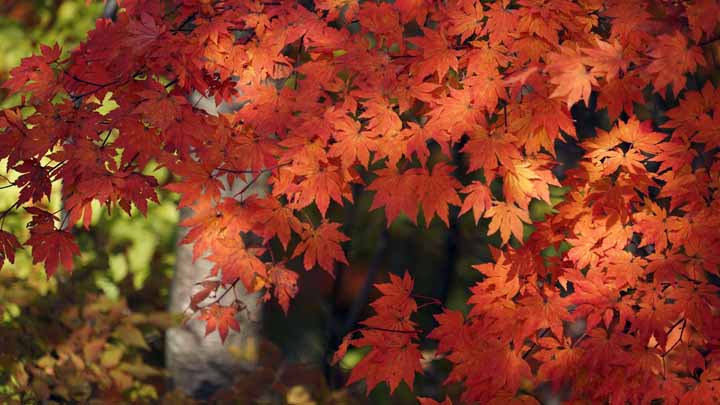 This picture is for quick loading of picture.