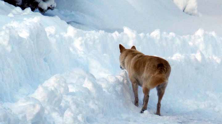 This picture is for quick loading of picture.