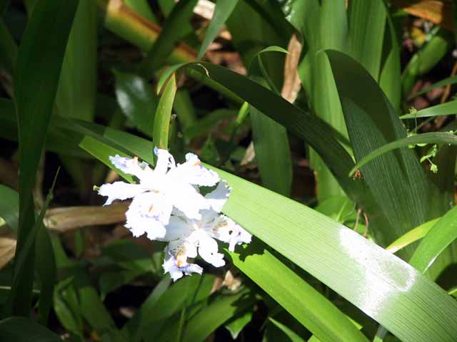 This picture is for quick loading of picture.