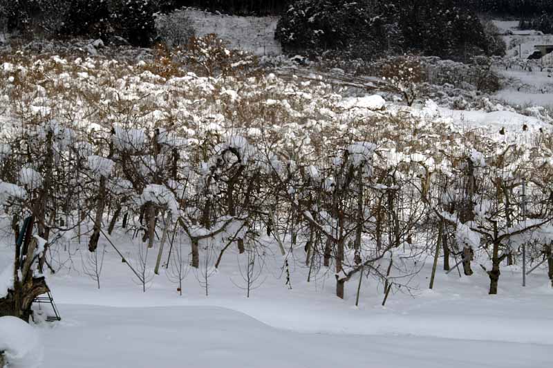 This picture is for quick loading of picture.