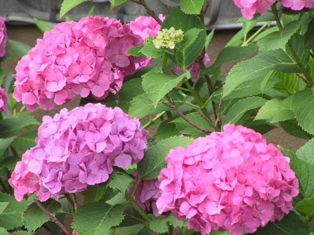 This picture is for quick loading of picture.