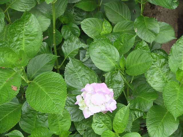 This picture is for quick loading of picture.