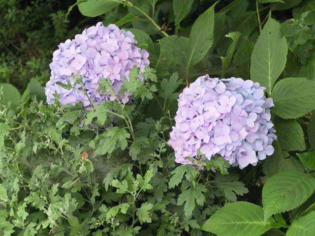 This picture is for quick loading of picture.