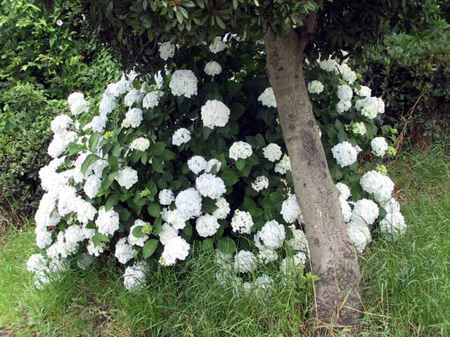 This picture is for quick loading of picture.