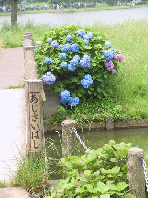 This picture is for quick loading of picture.