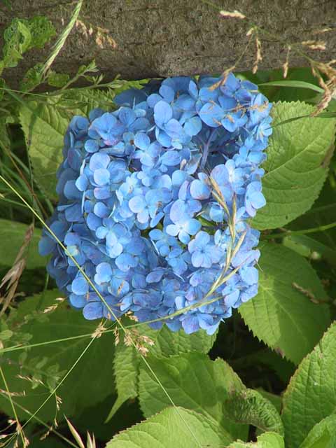 This picture is for quick loading of picture.