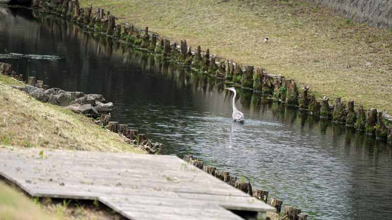 This picture is for quick loading of picture.