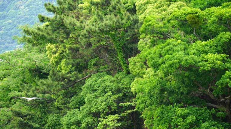 This picture is for quick loading of picture.