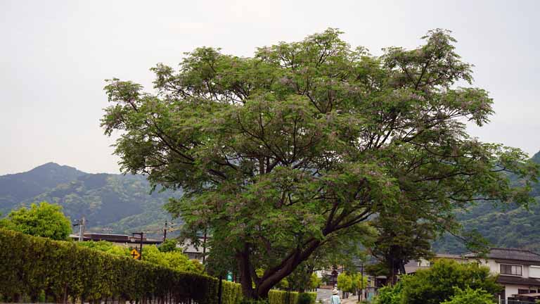 This picture is for quick loading of picture.