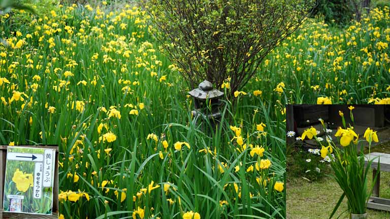 This picture is for quick loading of picture.