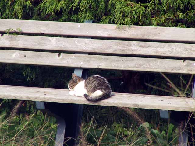 This picture is for quick loading of picture.