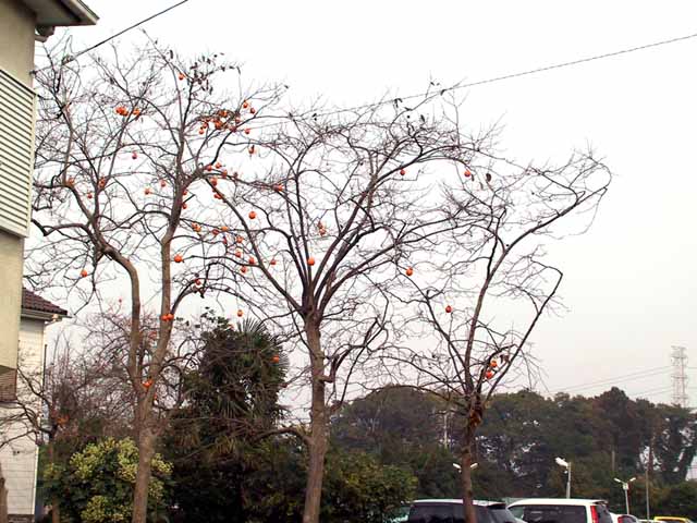 This picture is for quick loading of picture.