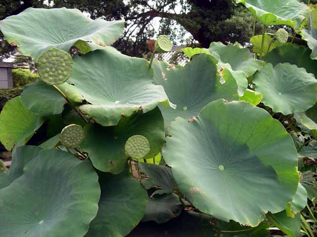 This picture is for quick loading of picture.